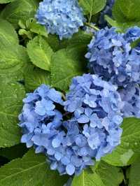 繡球花@東京台場