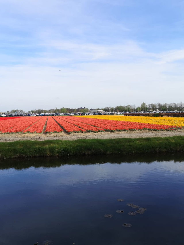 春の魔法、キューケンホフに咲く🌷✨