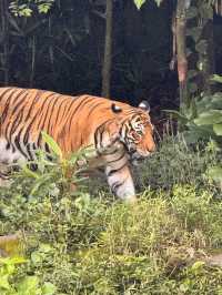 シンガポール動物園おすすめルートと攻略