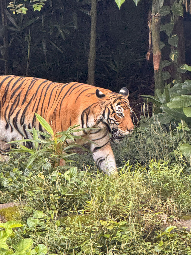 シンガポール動物園おすすめルートと攻略
