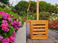 The decoration of blossoming hydrangeas at Jangsaengpo