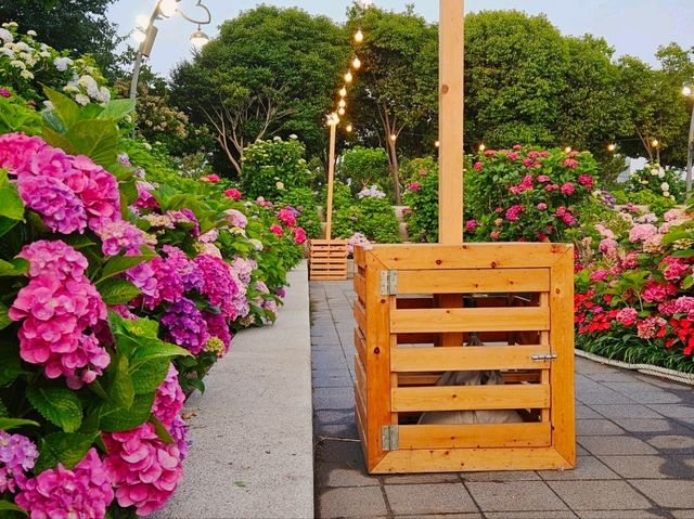 The decoration of blossoming hydrangeas at Jangsaengpo