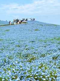 日本絕景🇯🇵在粉蝶花💜🤍海裡當一回宮崎駿主 角  