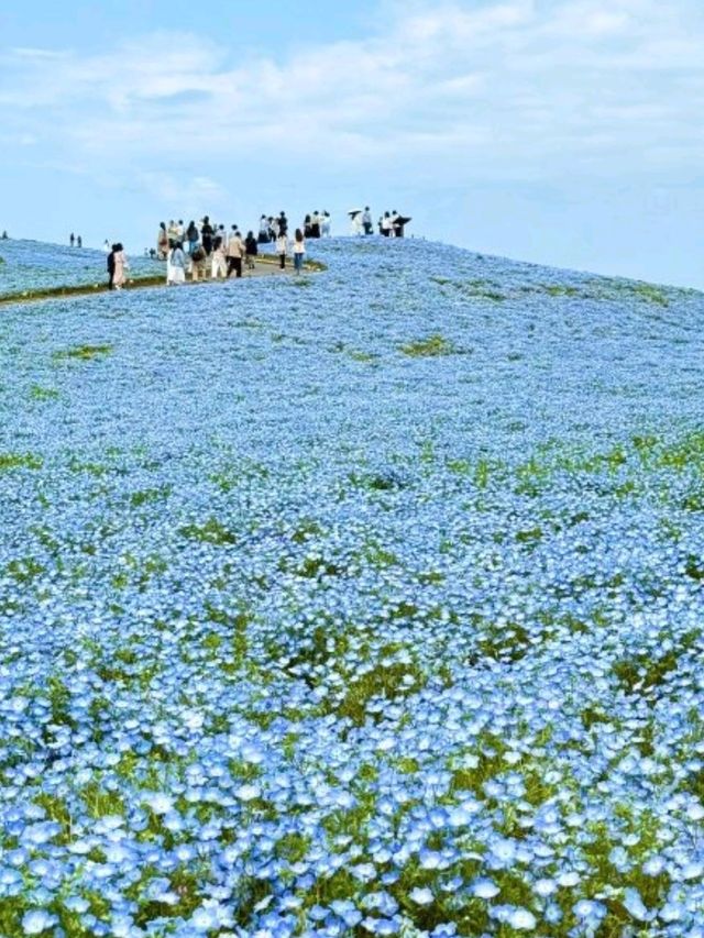 日本絕景🇯🇵在粉蝶花💜🤍海裡當一回宮崎駿主 角  
