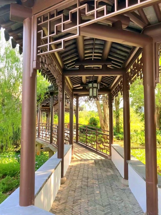 Whispers of Zen in the Heart of Singapore (Bonsai Garden)