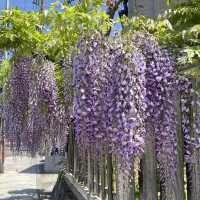 🌸🇯🇵 Uji Wisteria – A Purple Curtain Over Kyoto’s Phoenix Hall