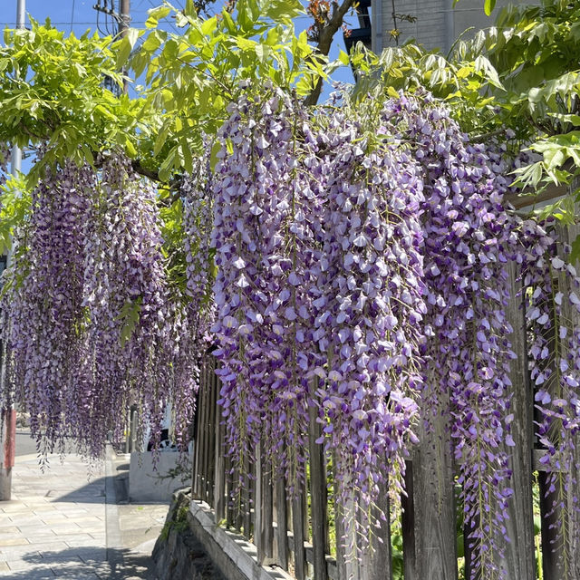 🌸🇯🇵 Uji Wisteria – A Purple Curtain Over Kyoto’s Phoenix Hall