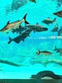 River Wonders: A Fun Wildlife Adventure in Singapore