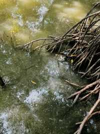 City Mangrove Park – A Perfect Summer Escape into Nature
