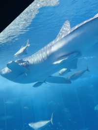 🐋Okinawa Churaumi Aquarium🐋