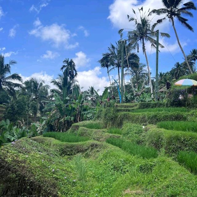 Tegallalang Rice Terrace, Ubud, Bali
