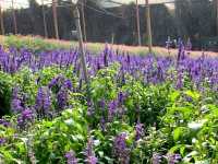 Lavender Garden – A Floral Escape in Cameron Highlands, Malaysia