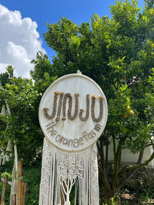 สวนส้มจินจู เชียงใหม่