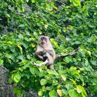 Monkey Beach  จ.กะบี่