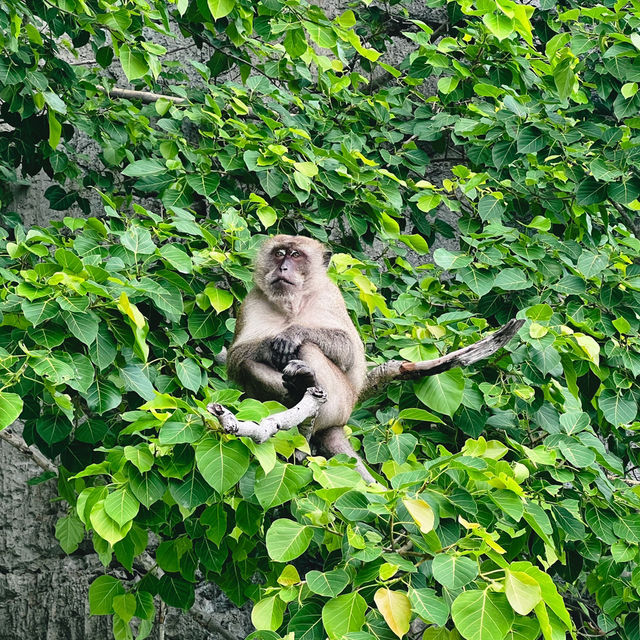 Monkey Beach  จ.กะบี่