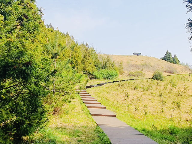 Observing Jeju's Unique Ecosystem and Flora