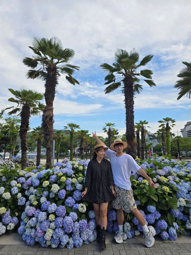 올해 오션뷰 수국은 여기서 종결💜