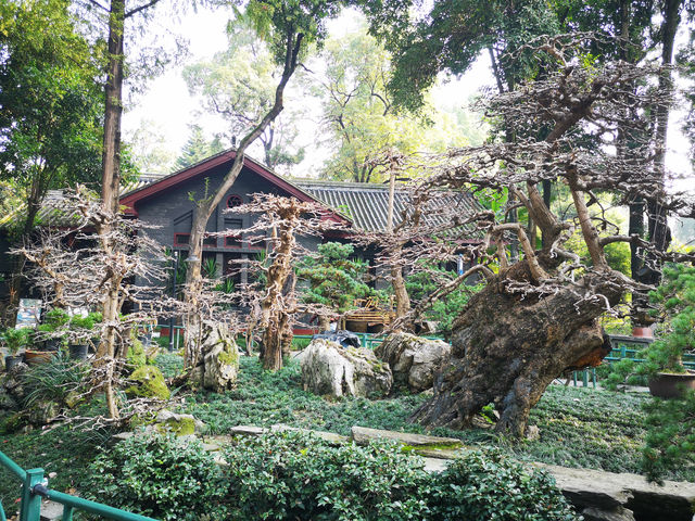 🌳 People’s Park Chengdu: A Historic Heartbeat of Sichuan