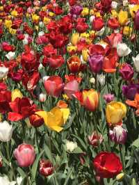 🌷 春の横浜公園 チューリップイベント 2026年予報