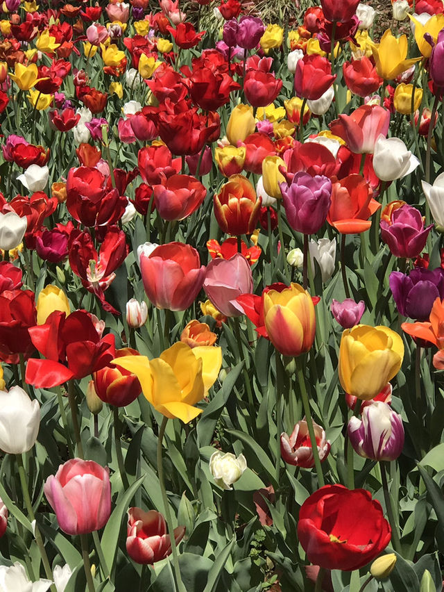🌷 春の横浜公園 チューリップイベント 2026年予報