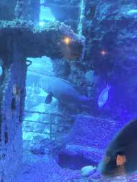 🌊 屏東海生館｜親子必去的海洋探險之旅 🐧🐠🐋