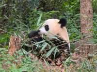 แพนด้า 🐼....เฉิงตู