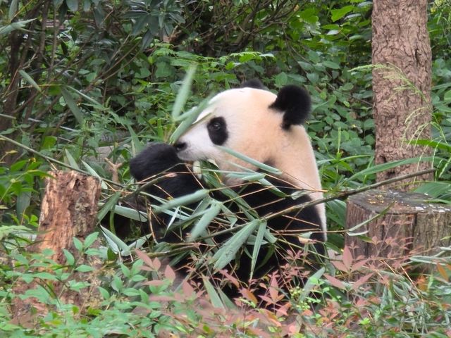 แพนด้า 🐼....เฉิงตู
