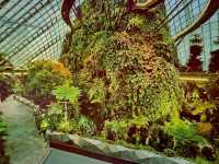 Cloud Forest──夢幻雲霧中的綠色奇境