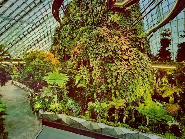 Cloud Forest──夢幻雲霧中的綠色奇境