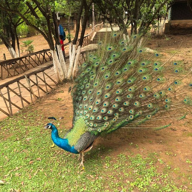 雲南昆明親子必去玩樂景點🏮昆明動物園