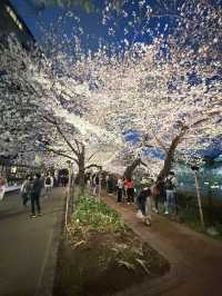 2025.03.28 櫻花季東京獨旅五天四夜行程 p6 第四天行程大公開(5.17:30千鳥淵（千鳥ヶ淵）)
