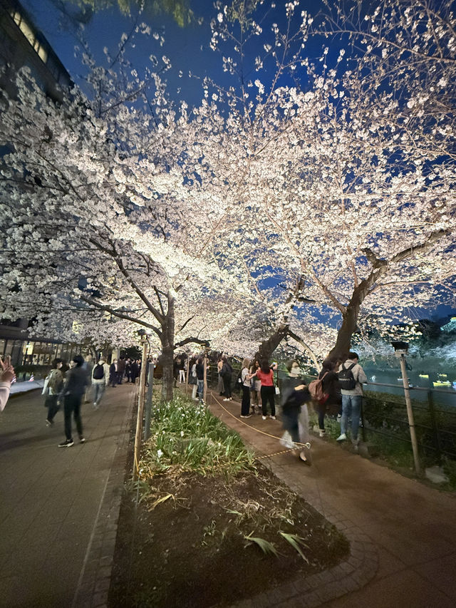 2025.03.28 櫻花季東京獨旅五天四夜行程 p6 第四天行程大公開(5.17:30千鳥淵（千鳥ヶ淵）)