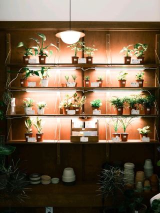 💛🌳망원 합정 플랜트카페 토분