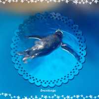 香港海洋公園看動物,玩機動遊戲