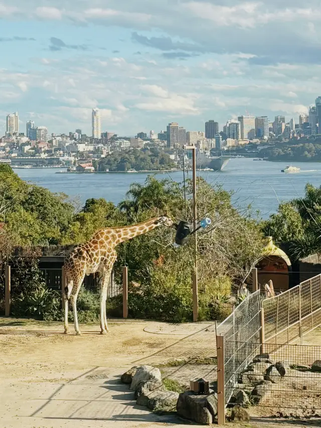 Taronga Zoo Sydney
