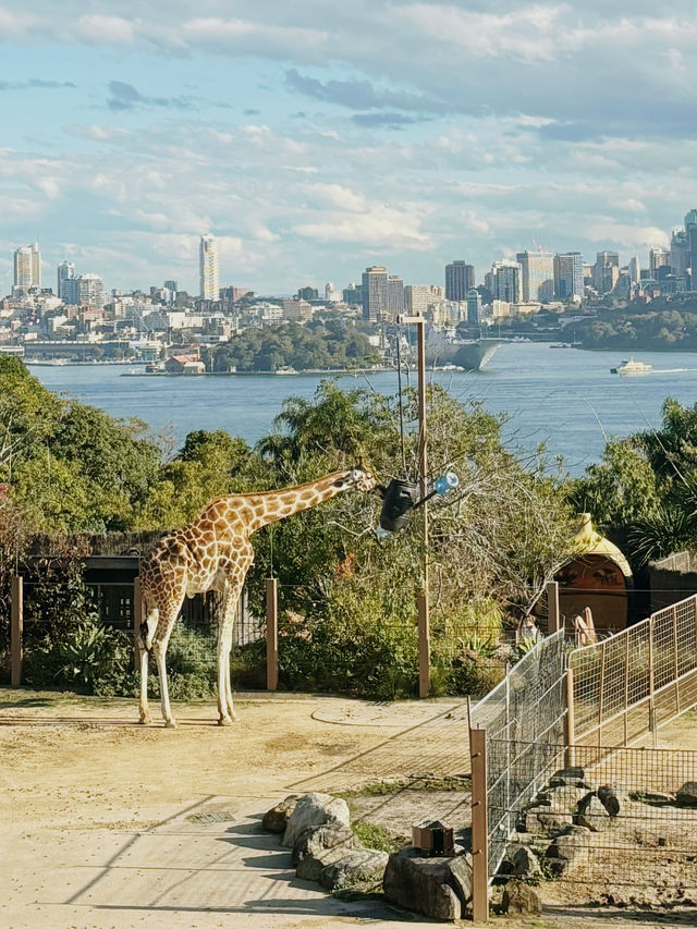 悉尼塔龍加動物園