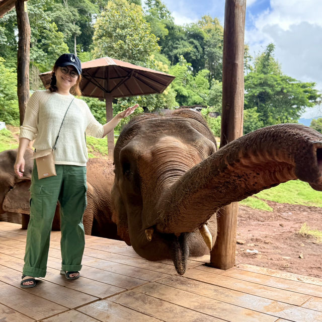 🇹🇭不騎大象也能裝可愛「Elefin Farm & Cafe」