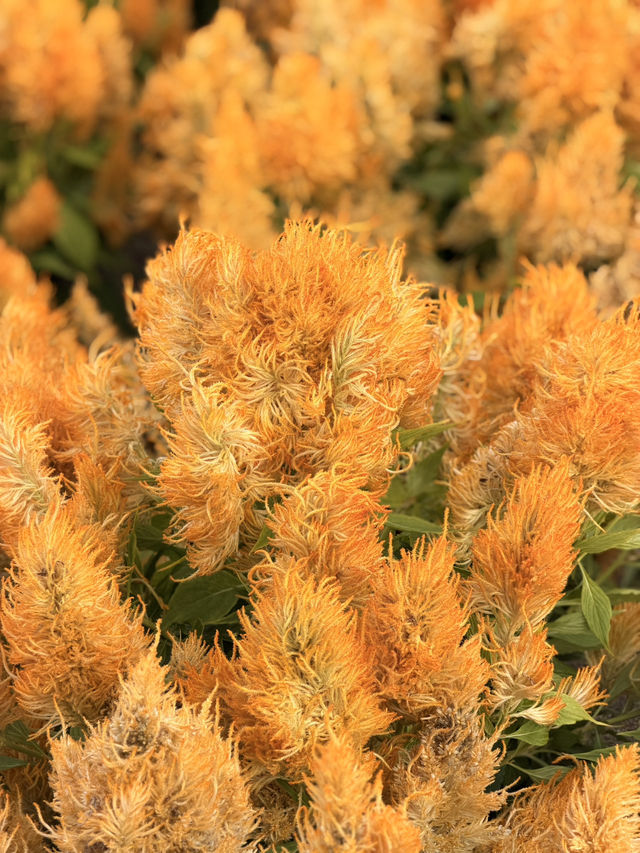 【北海道】美瑛で四季折々の花畑を満喫🌼🌿