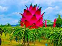 Sepang Itinerary | Dragon Fruit Farm & Beach Sunset Escape