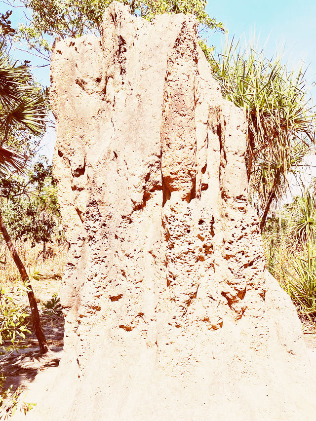 🏜️ Darwin Termite Mounds: Nature's Skyscrapers in the Australian Outback! 🌄