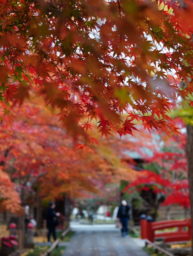 紅葉の穴場🍁 紅葉だらけの境内とイチョウの絨毯 紅葉の穴場🍁 紅葉だらけの境内とイチョウの絨毯