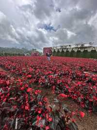 Fresh Garden Dalat 🌹🌺🌸