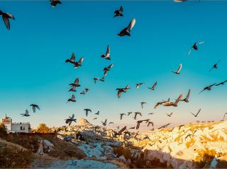 Valley of the Pigeons: Where the Sky Lives in the Rock