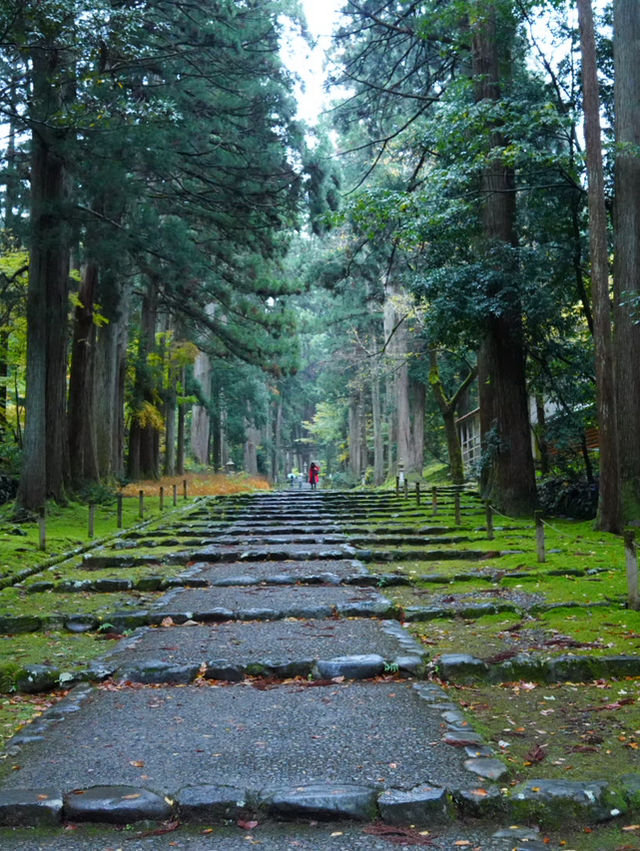 神秘的な参道 杉と石畳を覆う苔に魅了されます。 神秘的な参道 杉と石畳を覆う苔に魅了されます。