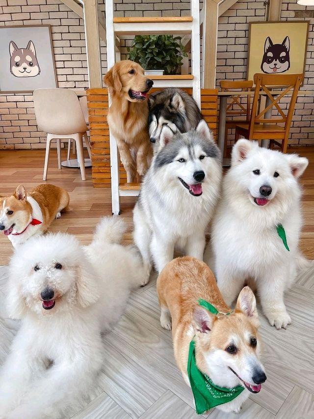 Pet Lover Vibes✨