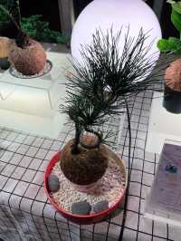 KK Décor Creation –  Haven for Plant Lovers and Greenery Enthusiasts