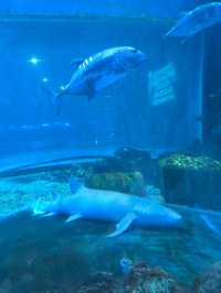 🐠 Ocean Park – โลกใต้ทะเลกลางเมืองโบราณซีอาน