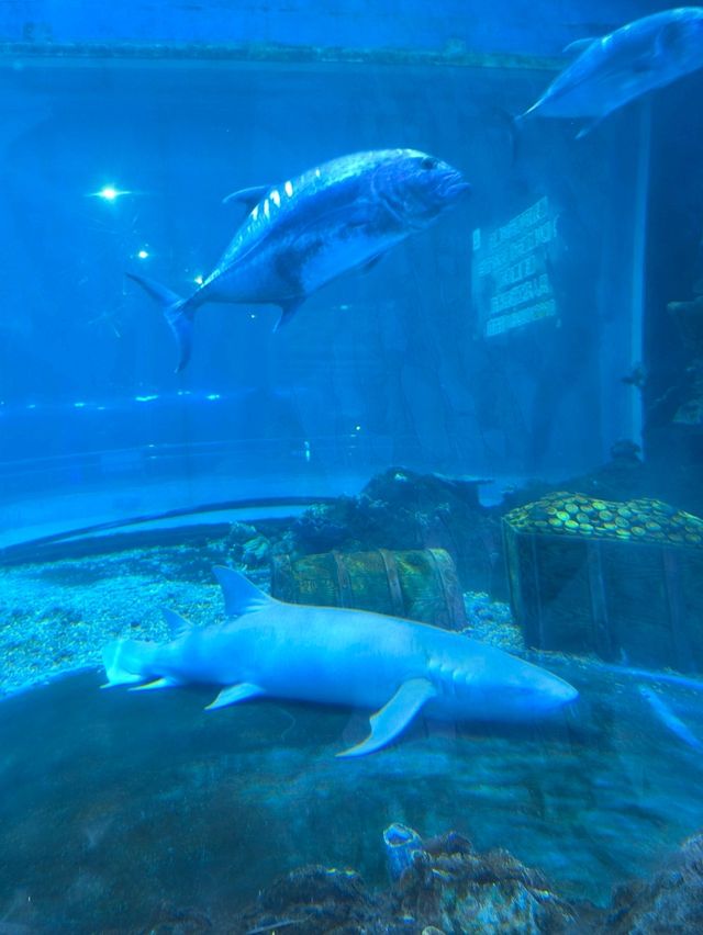 🐠 Ocean Park – โลกใต้ทะเลกลางเมืองโบราณซีอาน 🐠 Ocean Park – โลกใต้ทะเลกลางเมืองโบราณซีอาน