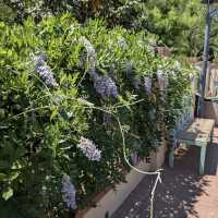 Tucson Botanical Gardens