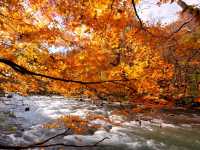 青森小眾秘境！奧入瀨溪流14公裡絕美徒步攻略🚶‍♀